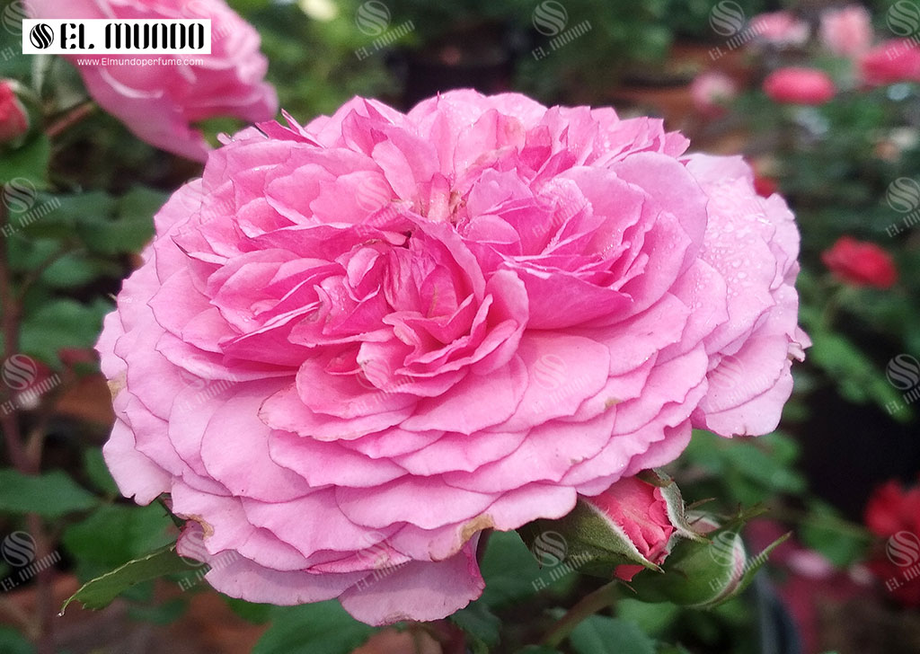 یک Parisienne واقعی ، Rose Trocadero - رزهای بیگانه - عطرهایی با رایحه گل رز