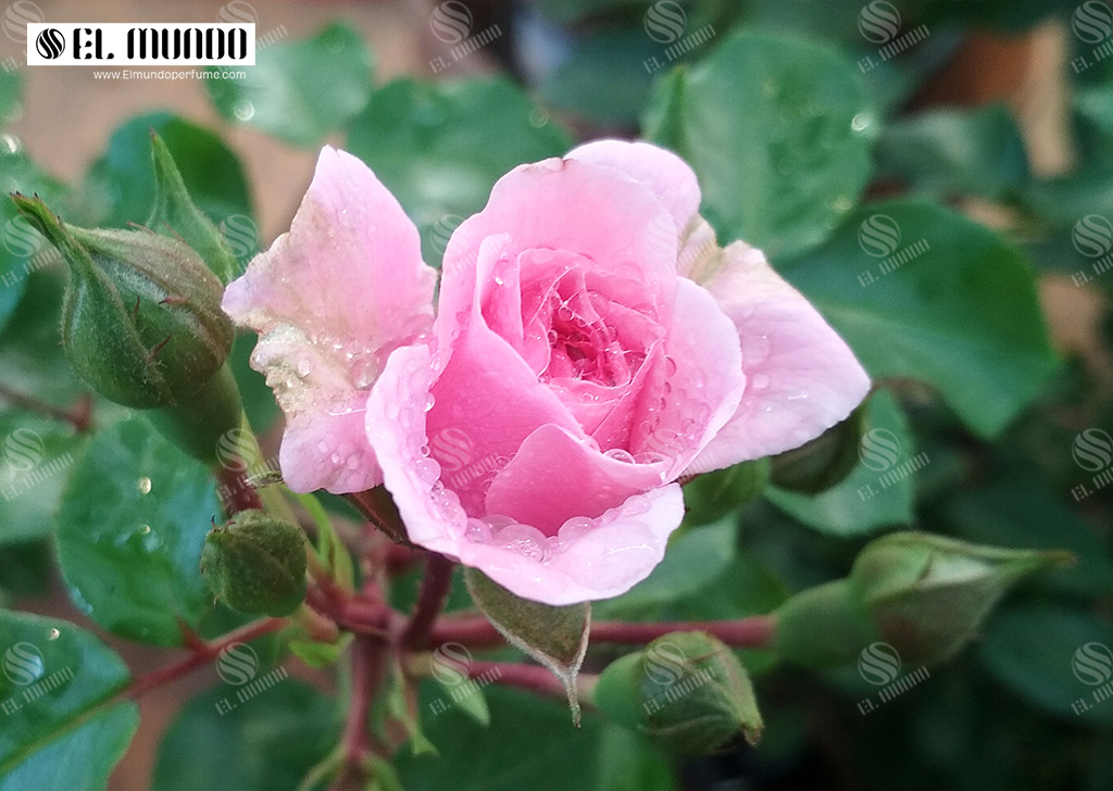 Alien Roses 1 - رزهای بیگانه - عطرهایی با رایحه گل رز