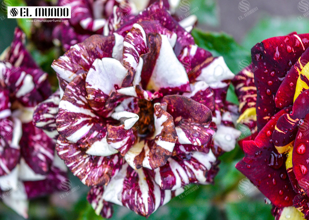 Rose Turkia 1 - رزهای بیگانه - عطرهایی با رایحه گل رز