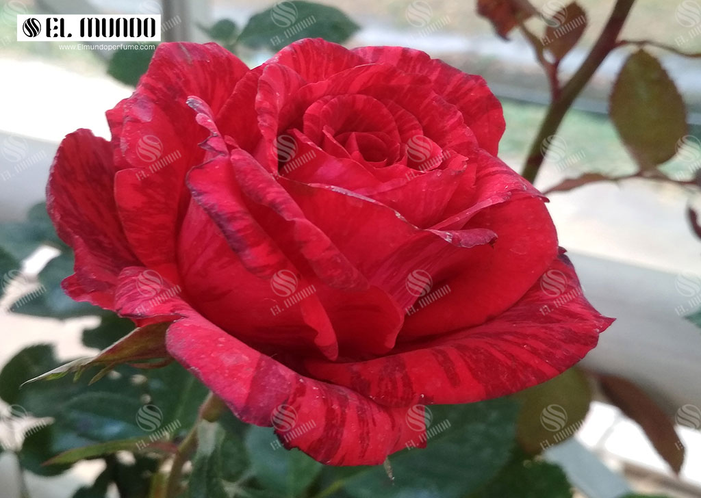 Rose Turkia by Molinard - رزهای بیگانه - عطرهایی با رایحه گل رز