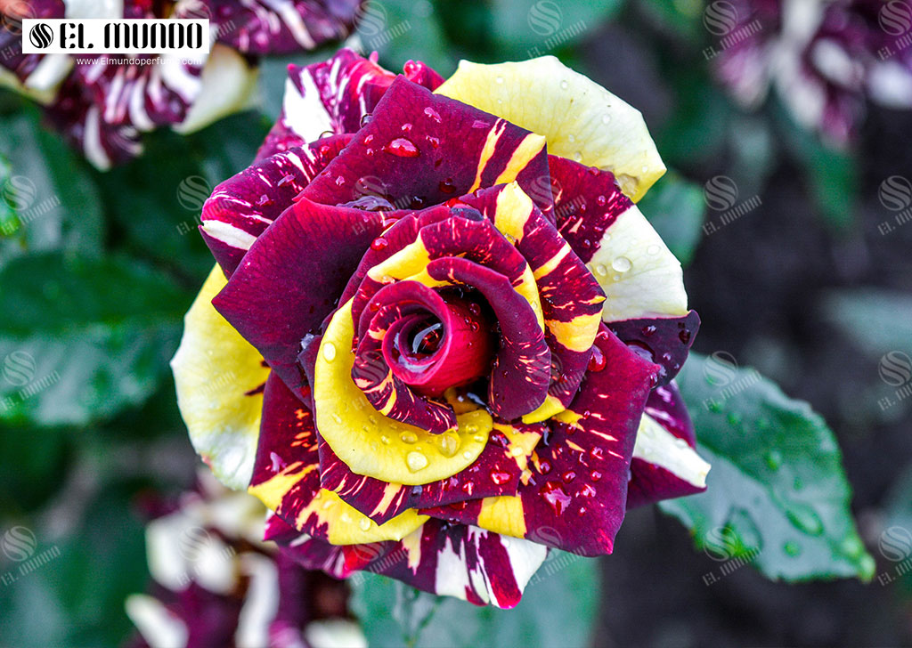 Rose Turkia - رزهای بیگانه - عطرهایی با رایحه گل رز