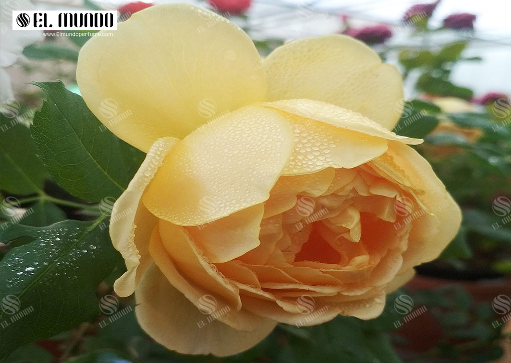 atr roz - رزهای بیگانه - عطرهایی با رایحه گل رز