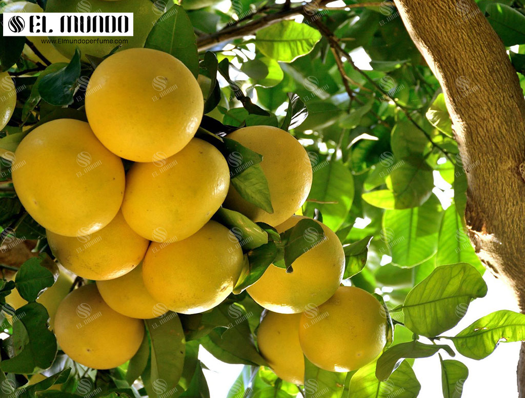 Grapefruit 1 - رایحه گریپ‌فروت: میوه ممنوع از بارادوس