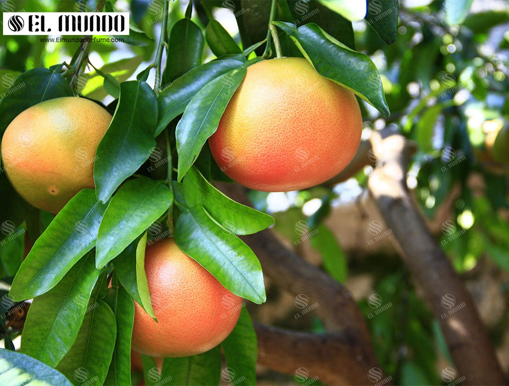 Grapefruit 15 - رایحه گریپ‌فروت: میوه ممنوع از بارادوس