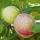 Cassowary fruit - نت ها