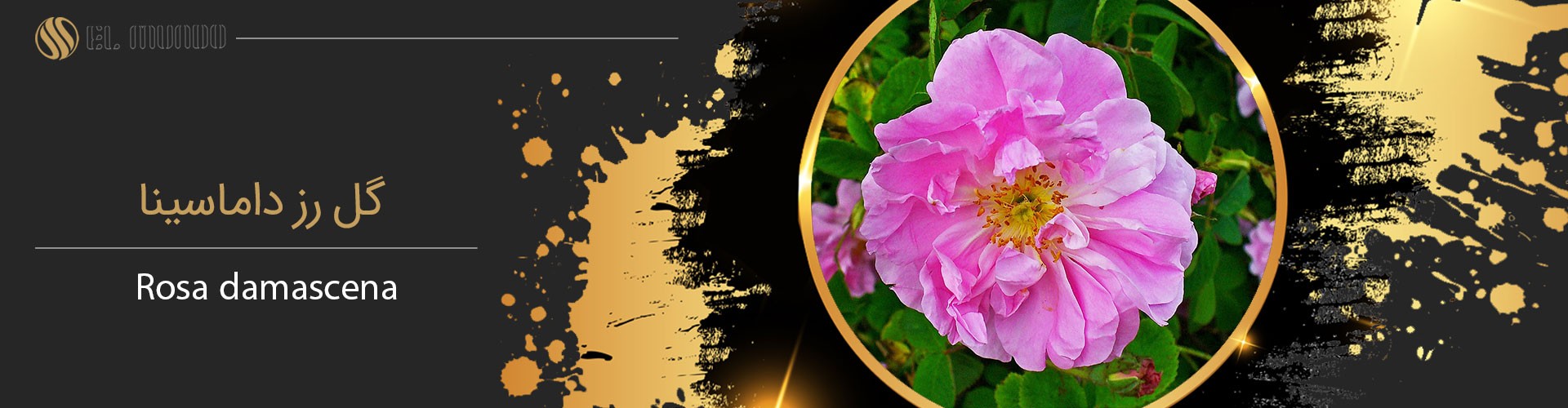 Rosa damascena - نت گل رز عنصر ضروری عطرساز