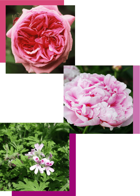 floral notes rosy - نت های گل منبع الهام عطرسازی
