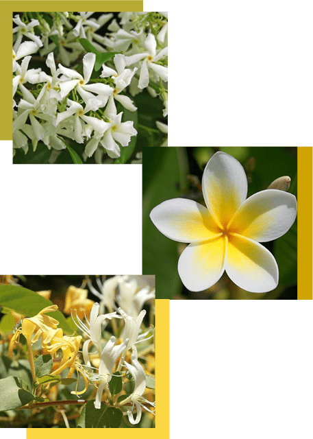floral notes white flowers - نت های گل منبع الهام عطرسازی