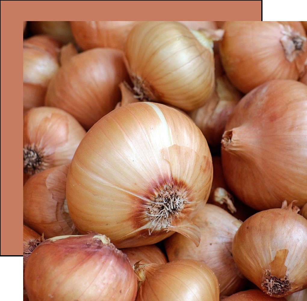 onion - استفاده از سبزیجات در عطرسازی