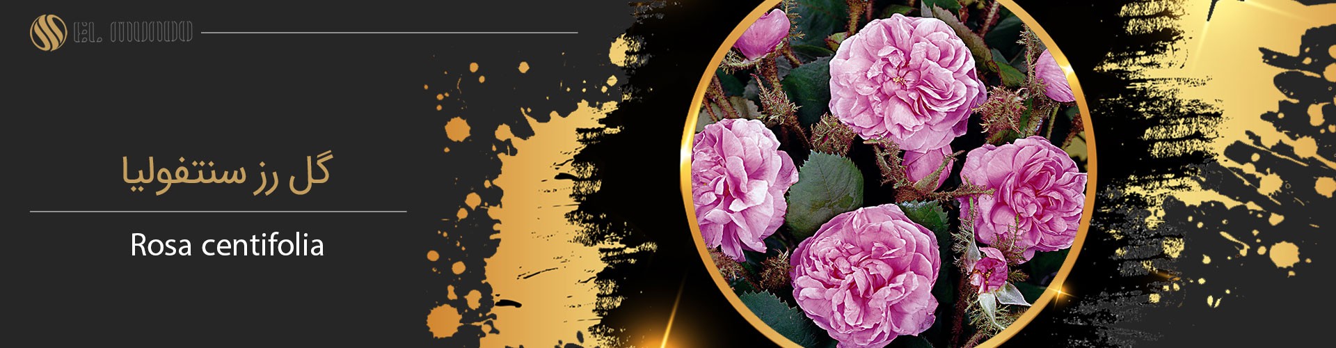rose centifolia - نت گل رز عنصر ضروری عطرساز