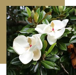 magnolia 1 - سفر معطر به دور دنیا با عطر آمریکای شمالی